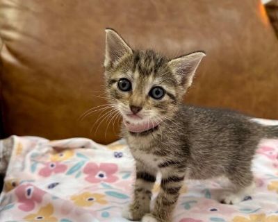 Kiwi Sugar - Domestic Short Hair & Tabby Mix Female Cat for Adoption