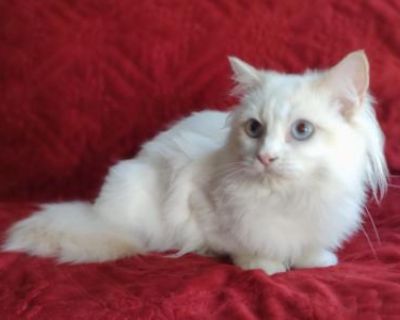 Traditional Lilac Bicolor Male - Ragdoll Male Cat For Sale