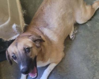 Rose - Black Mouth Cur Female Dog for Adoption