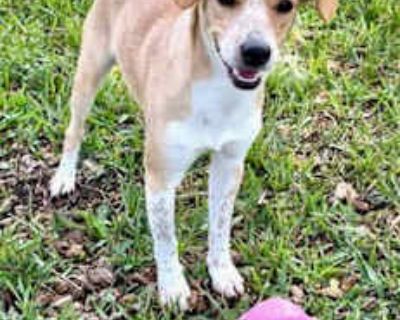 Jasper - Cocker Spaniel/Jack Russell Terrier Mix Male Dog for Adoption