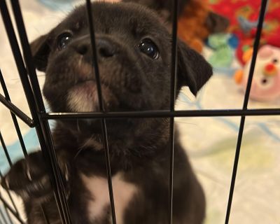 Meet Allie!! (case #OTC-10-17-01A) This spunky little explorer is ready to find her forever family! Allie came to her foster home at just 5 weeks old, and she s been stealing hearts ever since. She s a sassy, curious girl who loves to investigate everything around her from new people to every toy in the house (especially ropes and stuffies she can chomp on!). Allie has a big personality packed ...