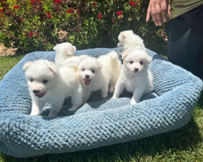 American Eskimo