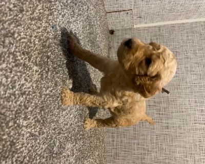 Goldendoodle Babies!!