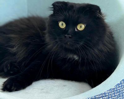 Bagherra is SPECTACULAR and wow sweet! - Persian & Scottish Fold Mix Male Cat for Adoption