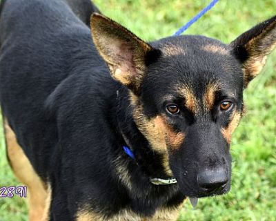 Diesel - Shepherd (Unknown Type) Male Dog for Adoption