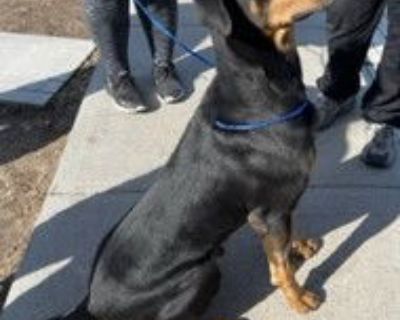 AJ - Doberman Pinscher Male Dog for Adoption