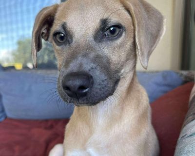 Meet Scrappy Doo the sweetest little survivor! At just 4 months old and weighing 25lbs, Scrappy Doo has already shown incredible strength, resilience, and heart. This brave boy has faced challenges most pups never have to including a broken tail but nothing can dim his joyful spirit or his love for life. Every day with Scrappy is a reminder that happiness can shine through even the toughest beg...