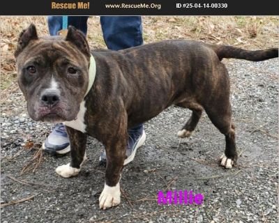 Millie is a young American Staffordshire terrier, about 3 years old. She currently weighs in at 53 pounds. She is somewhat house trained but is not leash trained, we are working on that. She is very active and should probably not live with small children. She is hoping for a forever family with a big fenced yard where she can run off her energy and have fun with her toys.