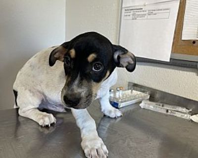 Jesse - Jack Russell Terrier/Rat Terrier Mix Male Puppy for Adoption