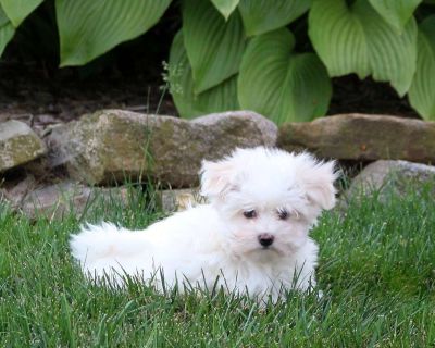 Teo - Maltese Puppy For Sale in Pennsylvania