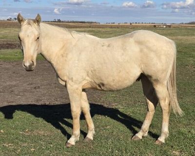 Sun Frost Palomino yearling gelding.