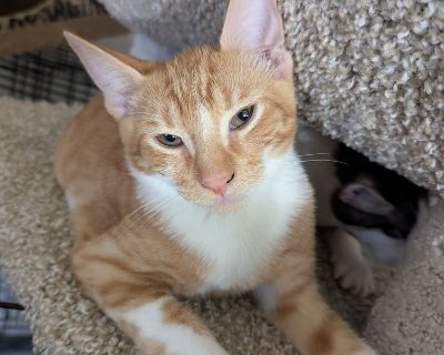 Cheddar Bay Biscuit - Domestic Short Hair Male Cat for Adoption