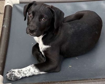 Pomni - Cattle Dog/Labrador Retriever Mix Female Puppy for Adoption