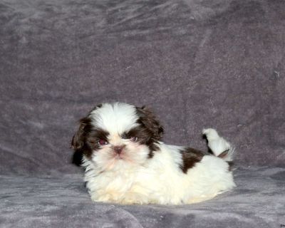 Andy - 7 Weeks Male Shih Tzu Puppy for Sale