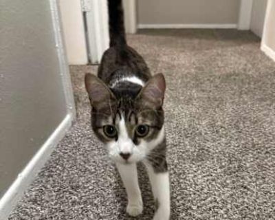 Cinder - American Shorthair Male Cat for Adoption