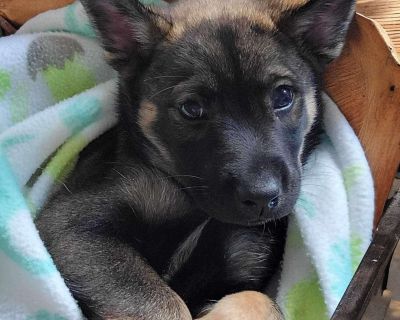 Grumpy - German Shepherd Dog Mix Male Puppy for Adoption