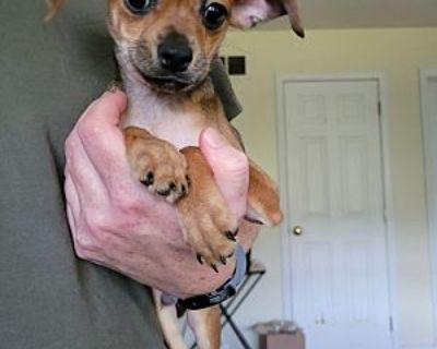 Donatello - Chihuahua/Terrier (Unknown Type, Medium) Mix Male Puppy for Adoption