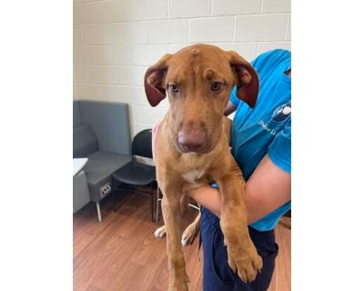 Black - Black Mouth Cur/Mixed Breed (Medium) Mix Male Dog for Adoption