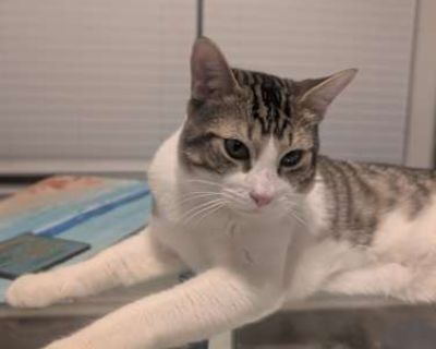 Flynn is an impressive young man. At 8 months old and a sturdy eight pounds, he's past the fragile kitten stage and has developed into a robust, handsome cat. His purr is substantial now a deep, confident thrumming that acts as a low-frequency stress reducer for anyone nearby. His coat is still luxuriously soft! Flynn is ready for a life partner who appreciates athletic play.. Good with kids No...