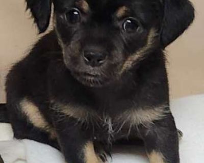Thisle - Chihuahua/Shih Tzu Mix Male Puppy for Adoption