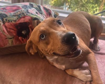 Meet Maizie A Gentle Soul Ready for Her Fresh Start! Sweet Maizie has already been through so much in her young life. Dumped while pregnant and barely more than a puppy herself (she's estimated to be under 2 years old), this resilient girl gave birth to nine puppies and has been an amazing mom. Now that her pups are weaned and she's been spayed, Maizie is finally ready to be someone's baby. Mai...