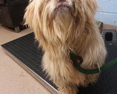 Scotto - Shih Tzu Male Dog for Adoption