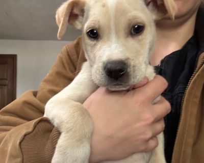 Characteristics Good with Cats, Good with Dogs, Good with Kids Health Vaccinations up to date.. Puppy Male Medium Yellow / Tan / Blond / Fawn