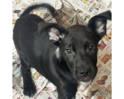 Pete - Labrador Retriever/Mixed Breed (Medium) Mix Male Puppy for Adoption