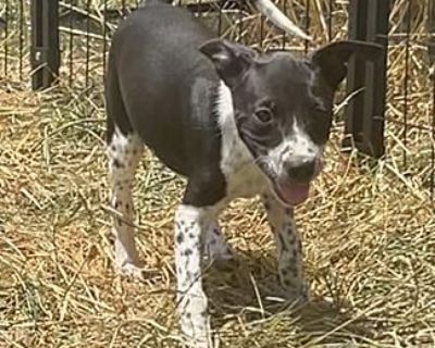 Jess - Boston Terrier/Blue Heeler Mix Female Puppy for Adoption