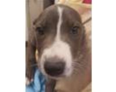Adopt JOURNEY* a Pit Bull Terrier, Mixed Breed