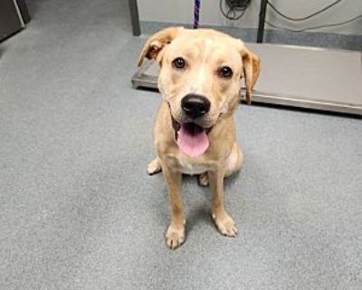 Turner - Labrador Retriever/Mixed Breed (Medium) Mix Female Dog for Adoption