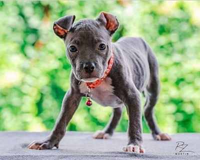 Nessie - Terrier (Unknown Type, Medium) Female Puppy for Adoption