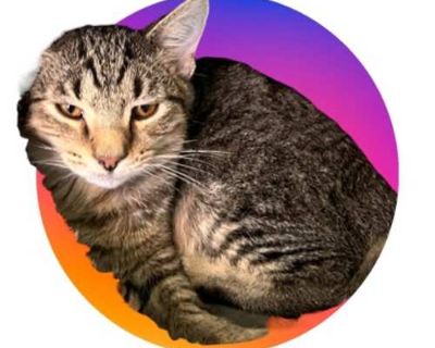 Gorthon - Domestic Shorthair Female Cat for Adoption