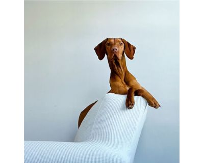 Lainey - Vizsla Female Puppy for Adoption