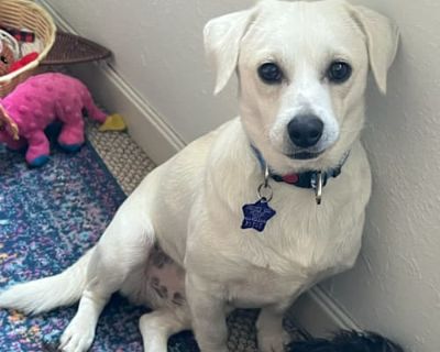 Niall - Mixed Breed (Medium) Male Dog for Adoption