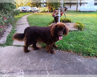 Callie - Newfoundland Female Adult Dog for Sale