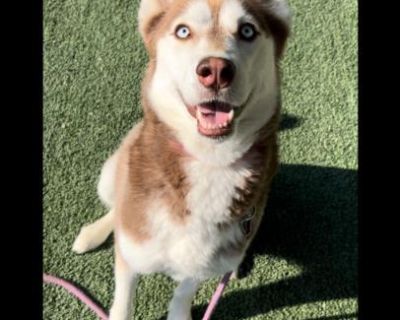 INDIA - Siberian Husky Female Dog for Adoption