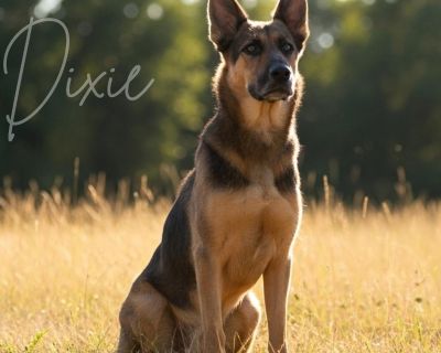 Meet Dixie! This beautiful 6-year-old girl weighs 65 lbs and was saved from the euthanasia list now she s ready for her second chance at life! Dixie is a gentle soul who gets along well with dogs and cats. She s also good with kids, though she can get a little stressed if touched unexpectedly, so she ll need a patient and understanding family who gives her time to settle in and feel safe. Once ...