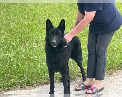 NERO - German Shepherd Dog Male Puppy for Adoption