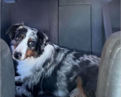 Hutch is a young Australian Shepherd located in Coarsegold, California, and he has survived more neglect than any dog ever should, yet somehow kept his joy, his hope, and his love for people. When his original family moved away, they left him behind in the backyard. The new tenants tried to force him out, but Hutch cried and cried, so they eventually stopped pushing him away and allowed him to ...