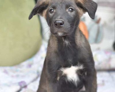 Dasha - Labrador Retriever Mix Female Puppy for Adoption