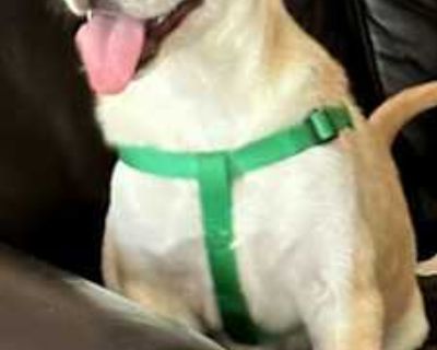 PUPPY TUCKER - Hound (Unknown Type)/Beagle Mix Male Dog for Adoption