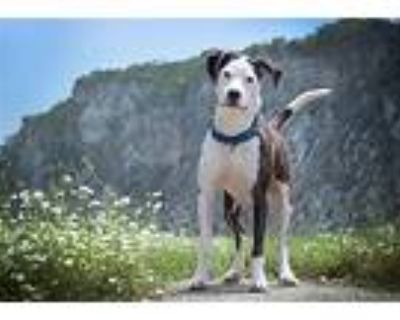 Merci, American Staffordshire Terrier For Adoption In Boston, Kentucky