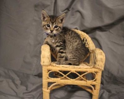 Breed Domestic Shorthair Color Gray or Blue (Mostly) Age 2 months old, Kitten Sex Male Pet ID 59735547 Hair Length short