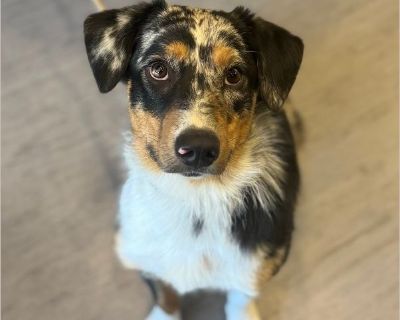 Boomer - Male Puppy Australian Shepherd for Adoption