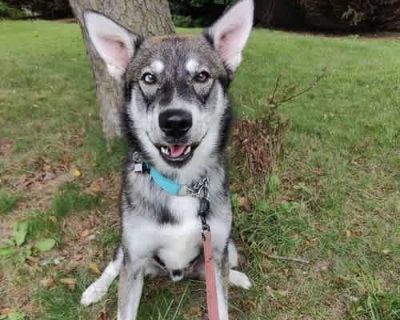 Isto - Husky Male Dog for Adoption