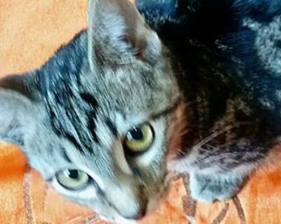 Shock - American Shorthair Male Cat for Adoption