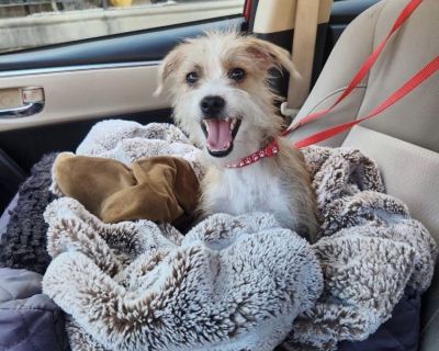 TomTom - Jack Russell Terrier Mix Male Dog for Adoption