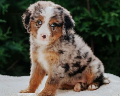 Sundance - 7 Weeks Female Mini Bernedoodle Puppy for Sale