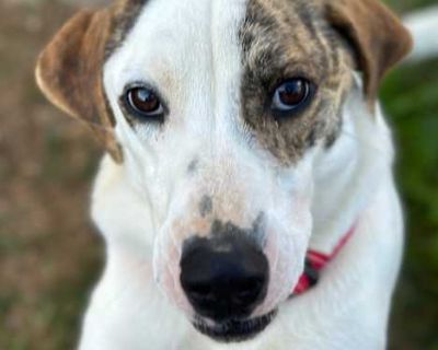 Butch - Foxhound Male Dog for Adoption